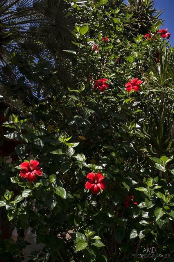 La Maddalena  Los Flamingos Bed & Breakfast エクステリア 写真